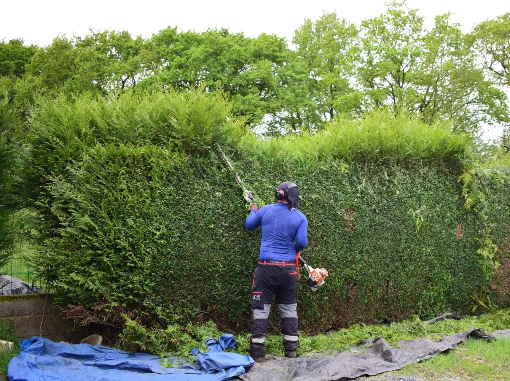 Taille de haie professionnelle par un expert en jardinage dans un jardin vert.
