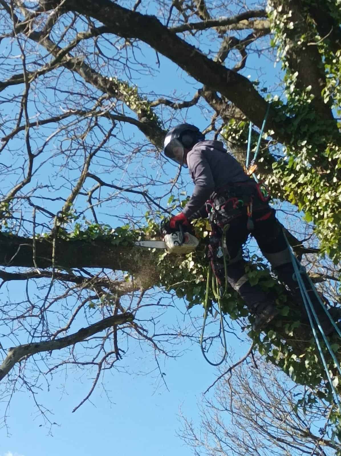 Arboriste grimpeur Le Mené Côtes-d’Armor (22) Arbosaisons