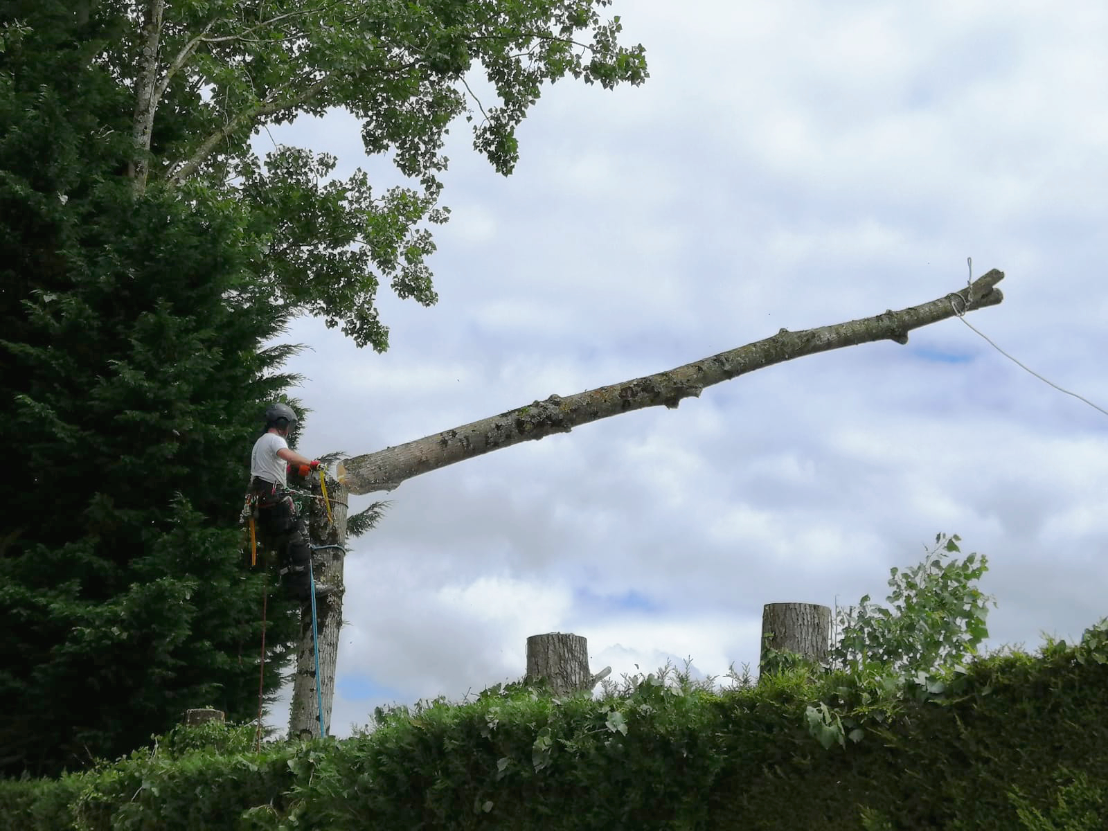 Démontage d'arbre Ille-et-Vilaine