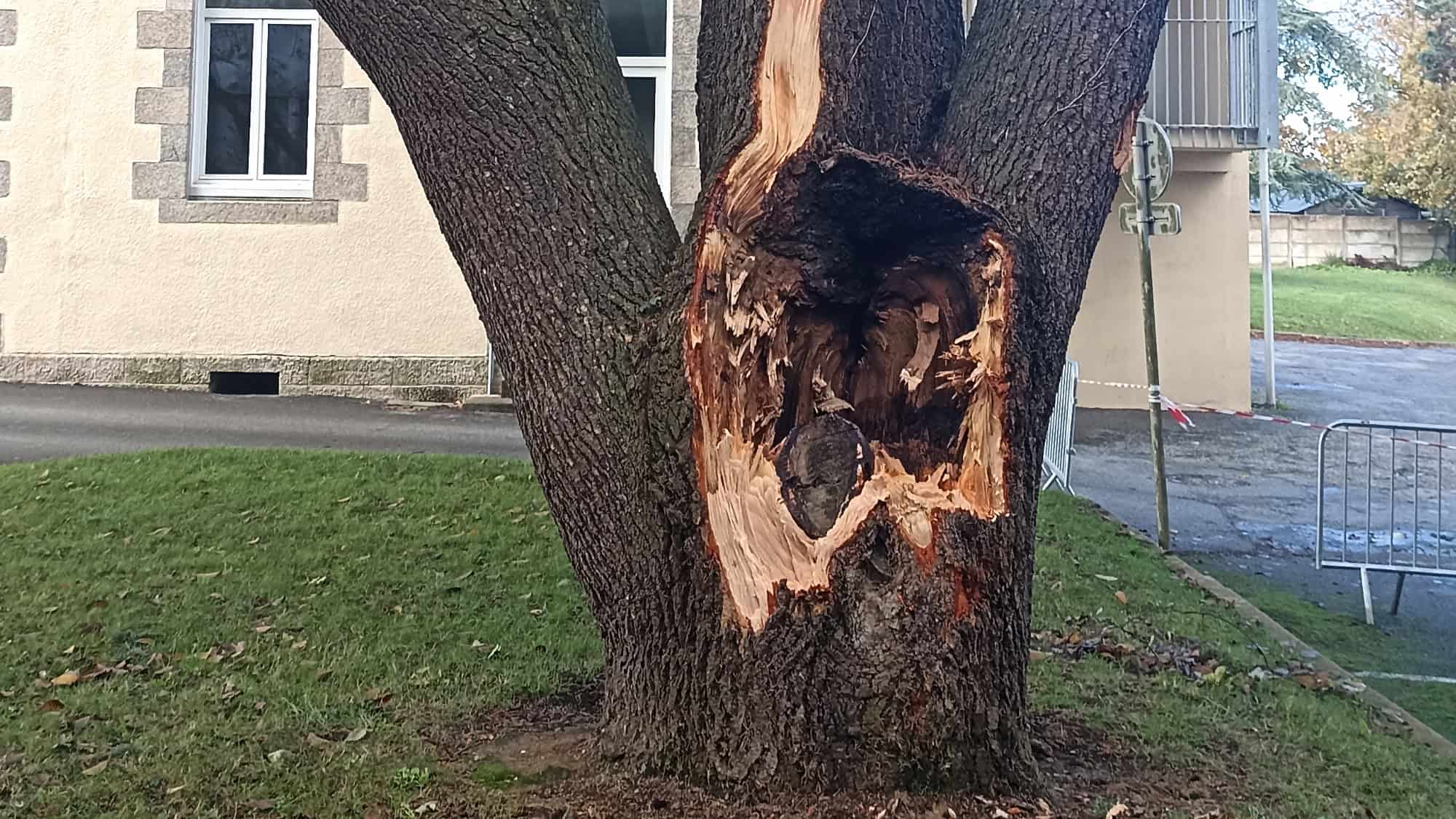 Arbre avec branche arraché par tempête situé dans un jardin résidentiel